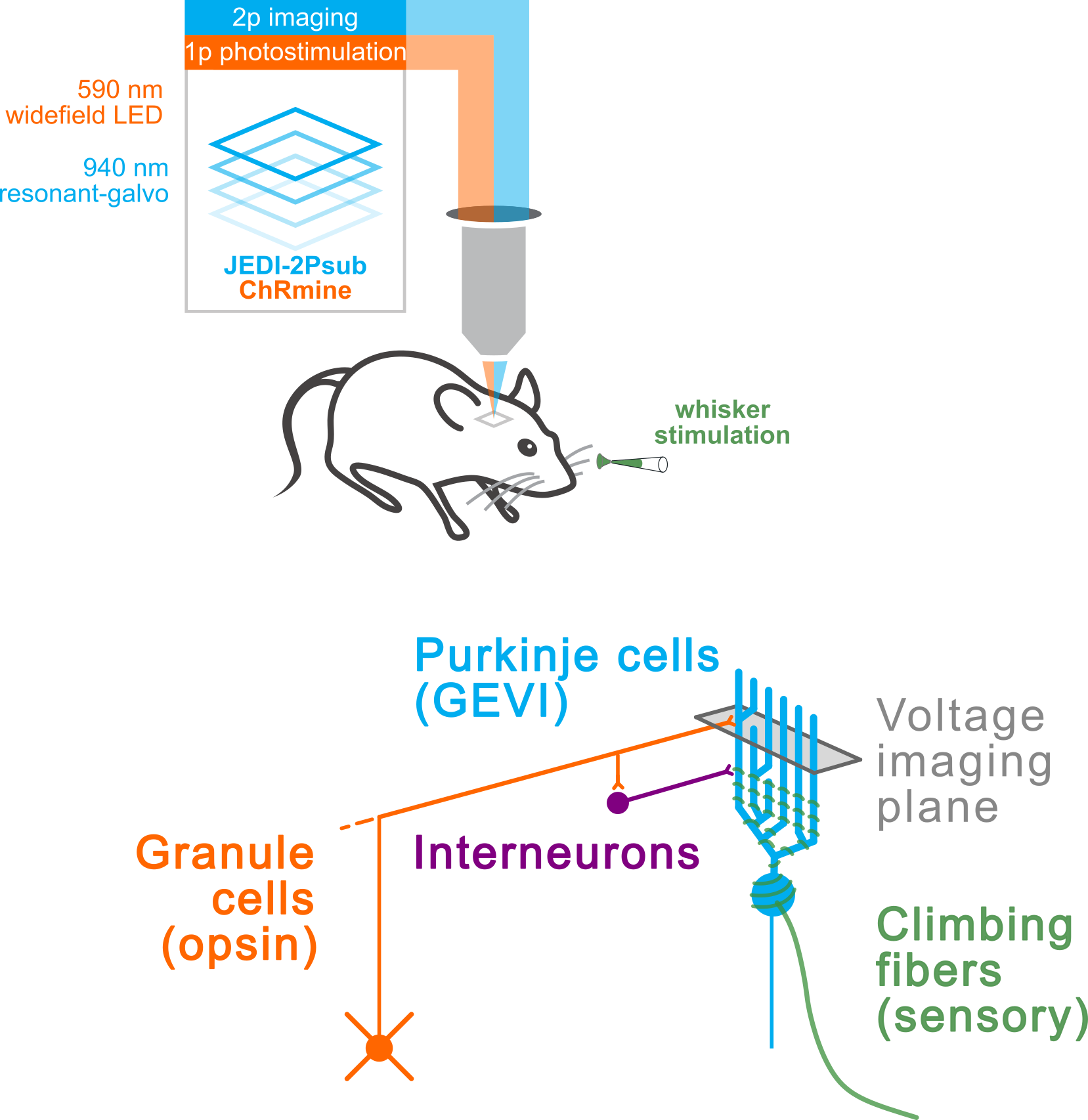 Schematic of all-optical interrogation of cerebellar circuits in an awake mouse